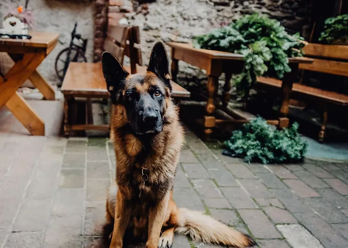 酒店 克鲁姆洛夫斯卡博达卡酒店